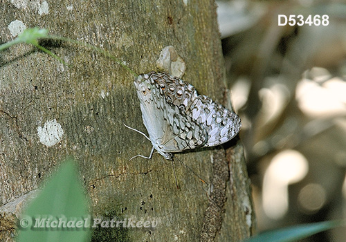 Pale Cracker (Hamadryas amphichloe)